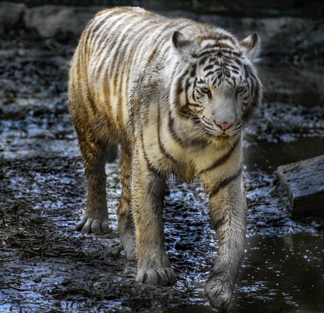 Happy  #ZooLoversDay!!!

We love receiving pictures from our fans!
(📷credit: Marcella Smith)