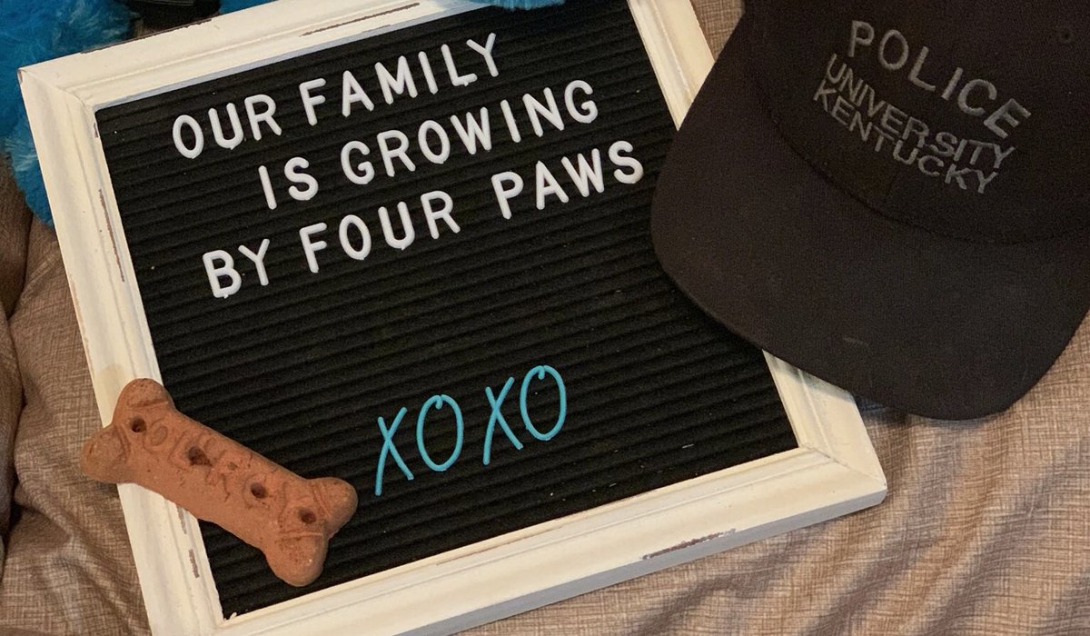 Warning: Do not look at this post while driving, operating heavy machinery or walking. 

Meet the newest addition to the UKPD family. Hudson is a Labrador retriever puppy and his handler is Officer Culver. They can’t wait to meet you! 🐾💕🐾