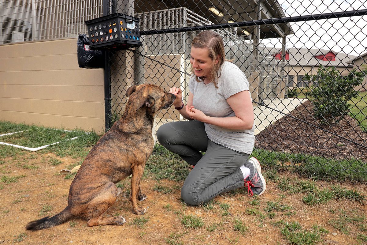 Would you foster a pup for the weekend? 🐶 @VTCals' Erica Feuerbacher gave us an #ExpertTake on why you should: “Getting dogs out of the shelter for a night or two can be immensely beneficial to them, and make fostering accessible to many more people.” 👉 ow.ly/R63S30omCzs