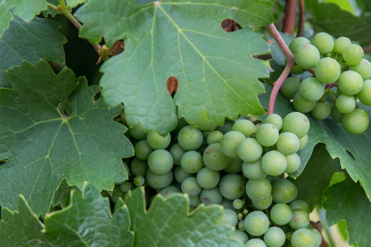 🍷 Join us Wednesday, April 17 for a 5-course dinner featuring the artful, seasonal cuisine of Chef Joe Hollenback and fine wines crafted by renown winemaker Heidi Barrett and Lamborn Family Vineyards. <a href="/avleats/">AVL restaurants</a> <a href="/DigLocalAVL/">Dig Local Asheville</a> <a href="/VisitAsheville/">Visit Asheville</a>