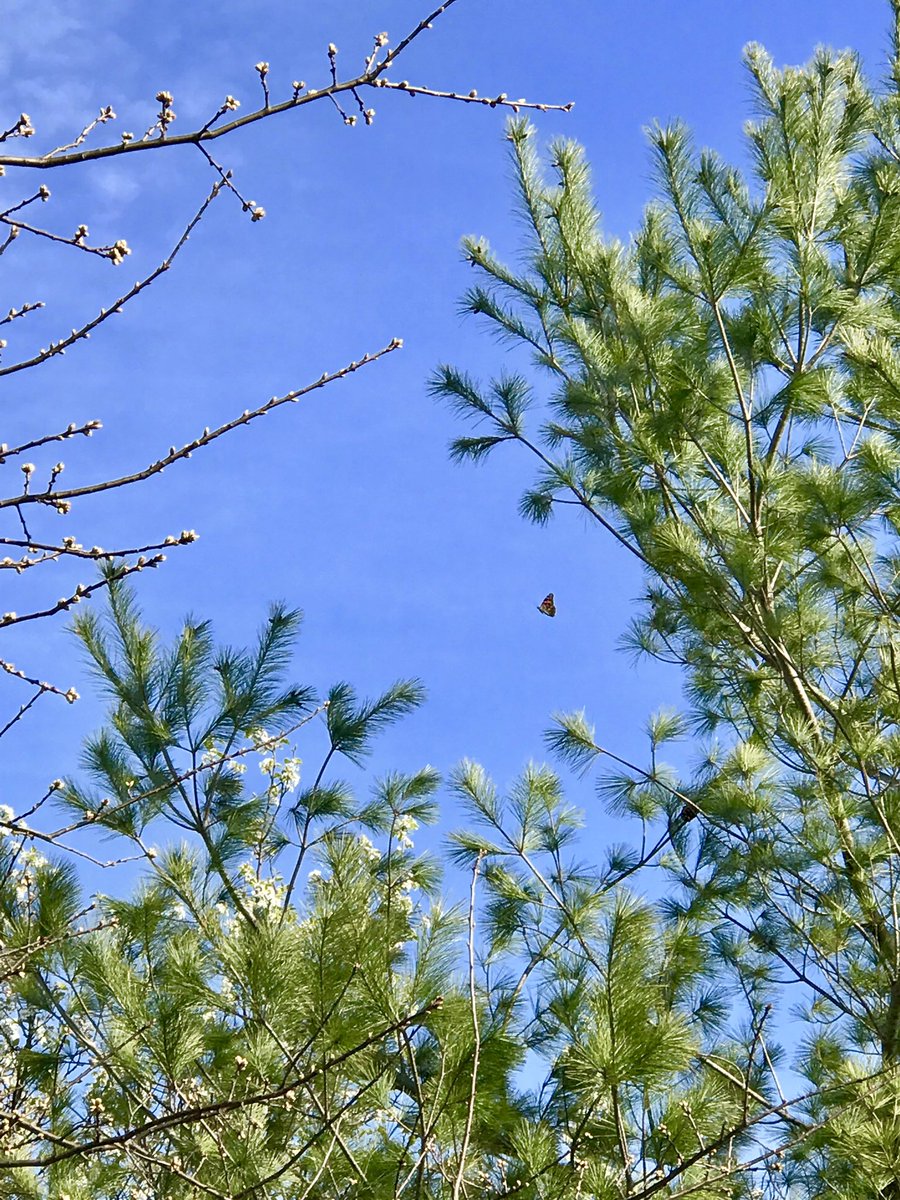 Lisa Bowman tweet media