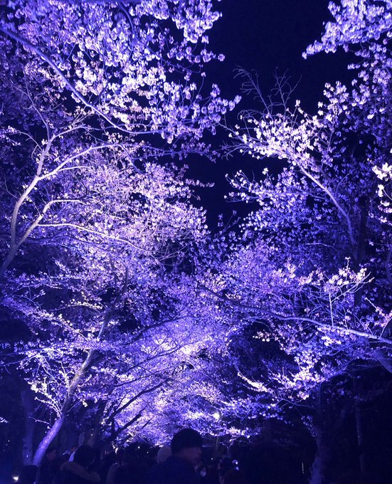 「紫」のTwitter画像/イラスト(古い順)