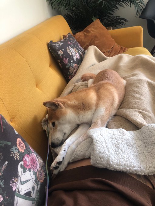 pupdate: she’s gettin extra cozy https://t.co/xCp5FG4Inn