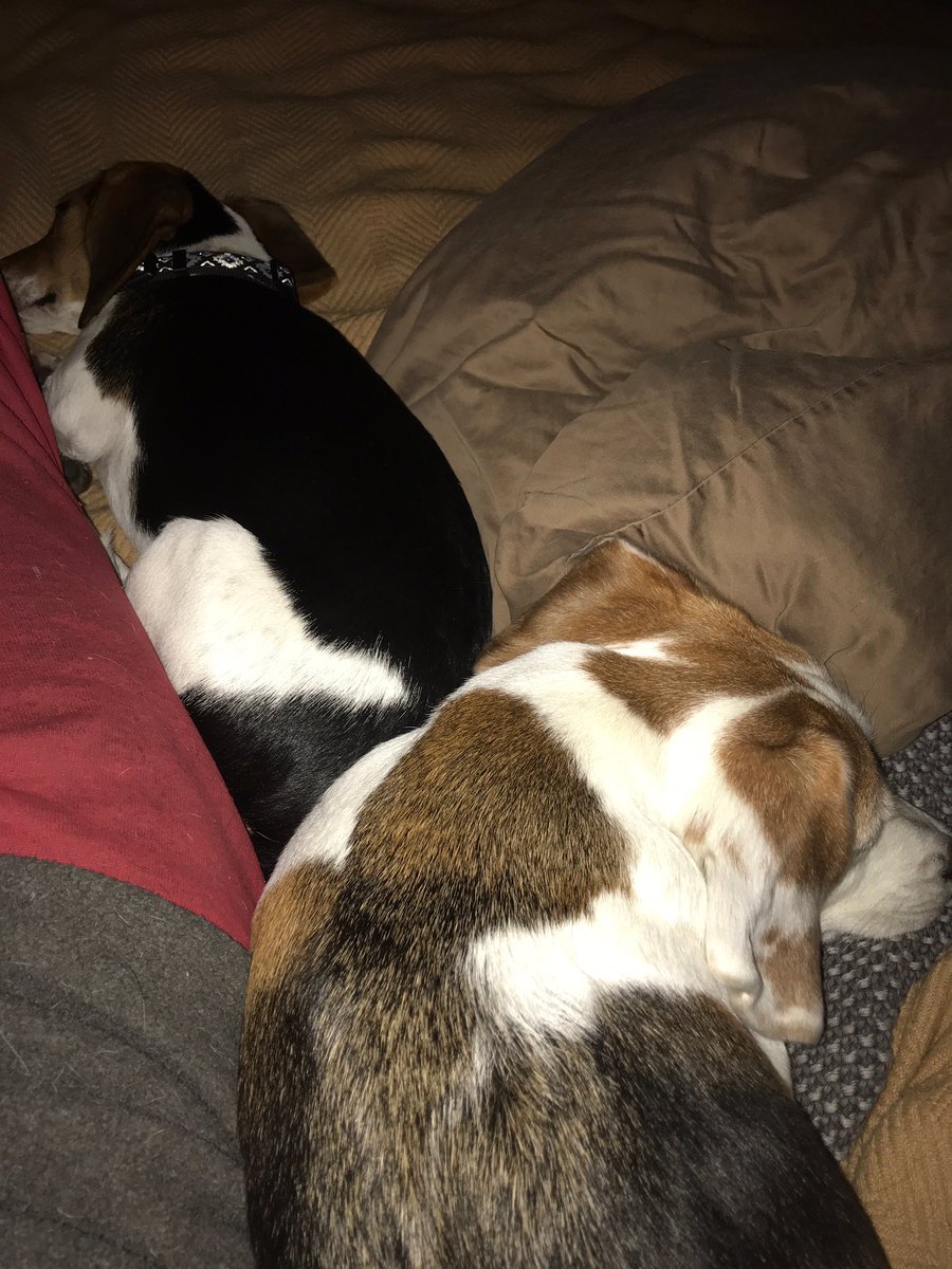 remmydbeagle's tweet photo. really missing Molly lately, she always wanted to be touching you in some way.💜🌈 https://t.co/g7IhOvooTK