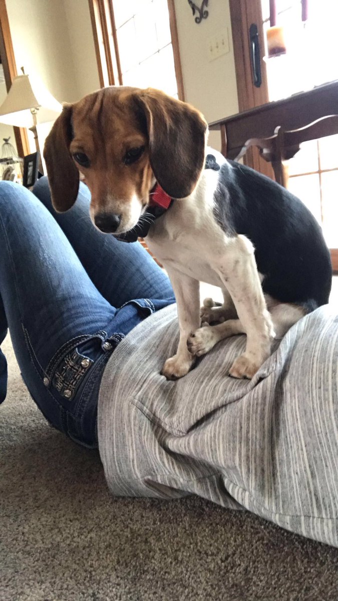 remmydbeagle's tweet photo. really missing Molly lately, she always wanted to be touching you in some way.💜🌈 https://t.co/g7IhOvooTK