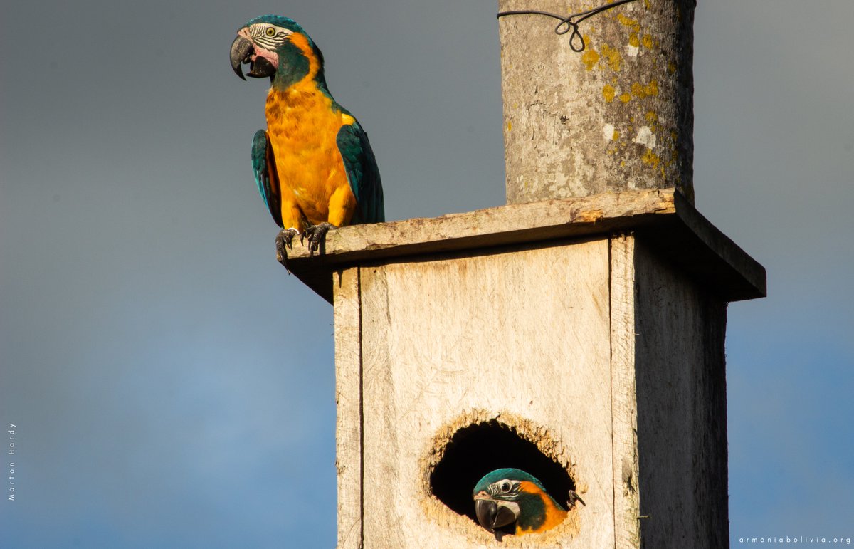 armonia_bolivia's tweet photo. Blue-throated Macaw ready to feed chick fledged from our #nestbox at @armonia_bolivia´s #LaneyRickmanReserve.  Note that the ringed parent also fledged from a nest box. Exciting news about the 2018/19 breeding season soon! Support the nest boxes ➡️➡️➡️https://t.co/f42hruRGr2 https://t.co/01HX4V1JfV