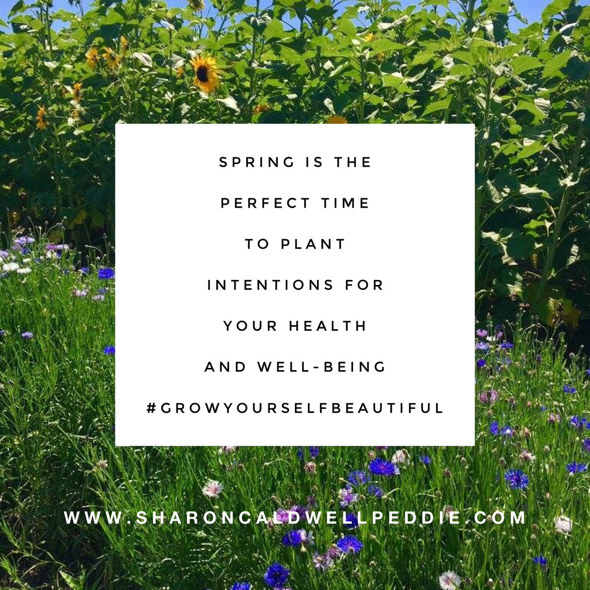 SCPeddie's tweet photo. Spring is the perfect time to plant intentions for your health and well- being!
#growyourselfbeautiful💕💗 https://t.co/7icZVElWpw
#grow #health #wellbeing #begoodtoyourmind
#begoodtoyourbody
#begoodtoyoursoul
#spring #plantyourintentions
#mindfulmonday #mindfulness https://t.co/hK2fg5w40U