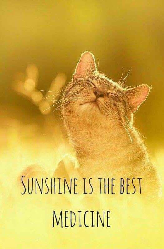 Livingthrghit's tweet photo. I just sunned myself on my hour walk outside. Felt good. Sun yourself if you can today.
#selfcare #sunyourself #recovery https://t.co/VCaeZvGjeg