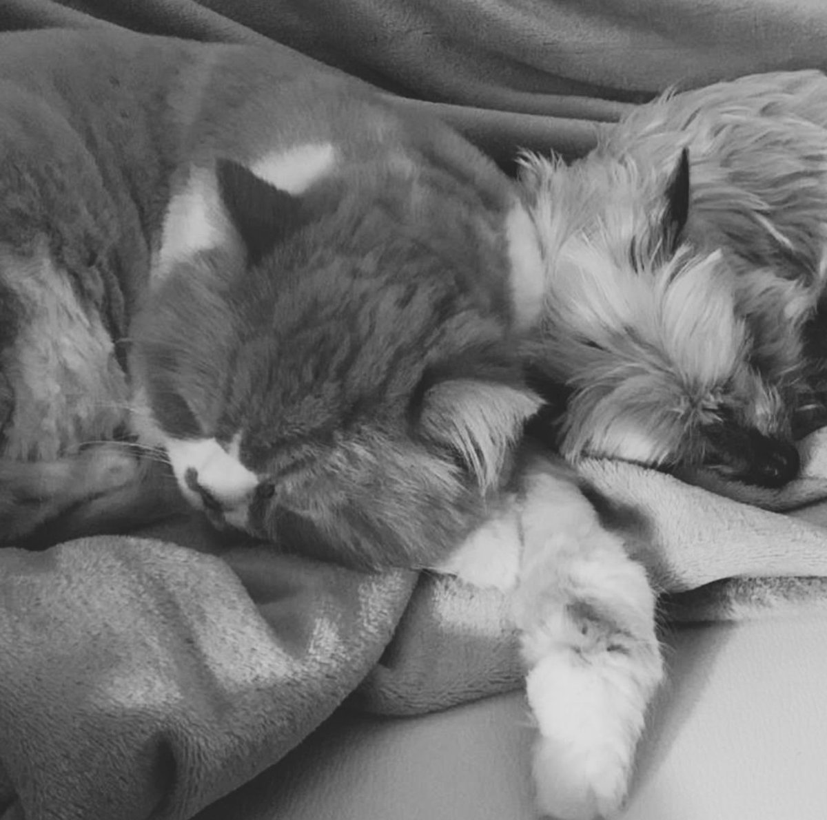 Como el perro y el gato ❤️