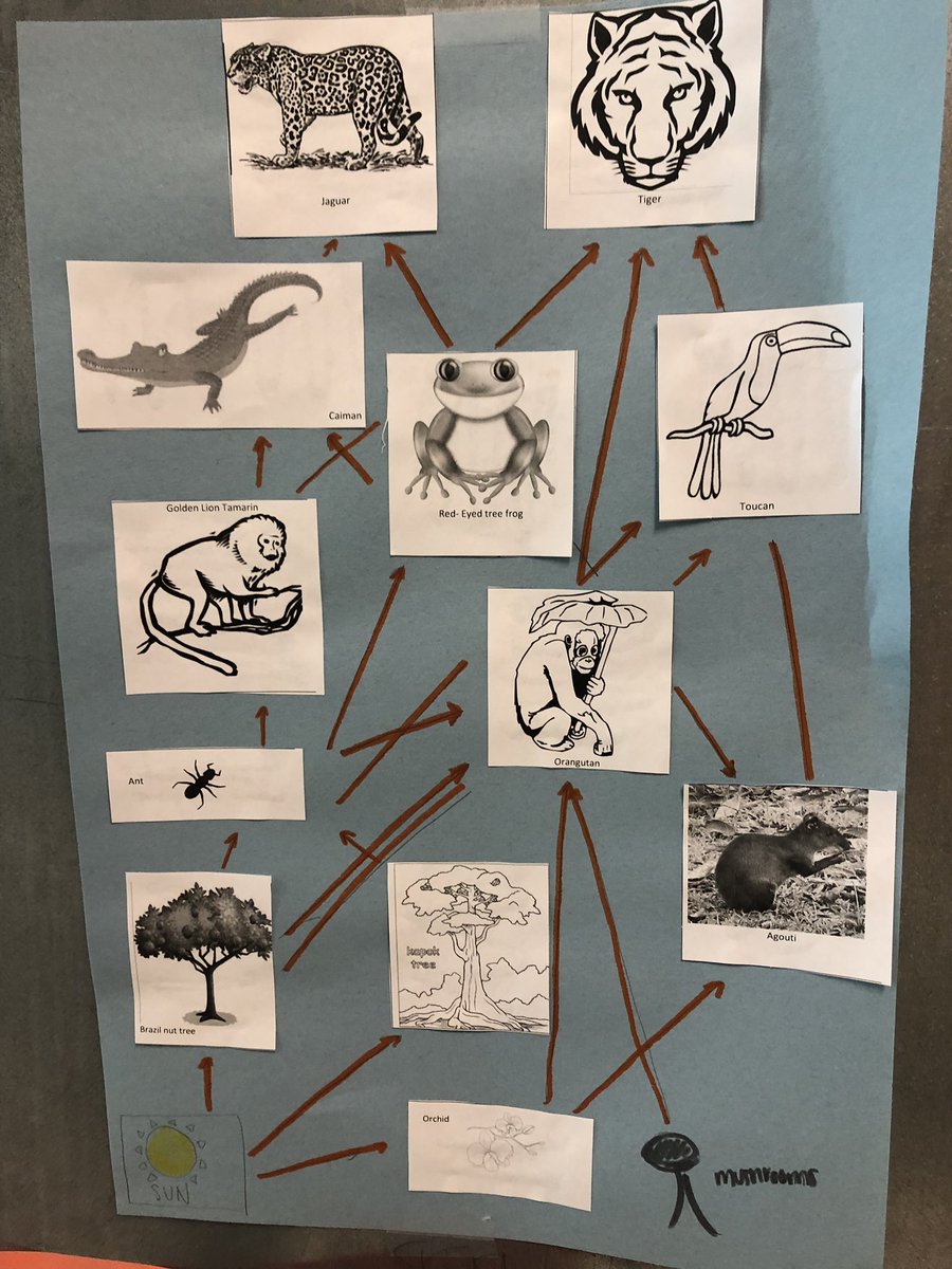 LazareScience's tweet photo. Students tweets about foodweds😃 #OrcasRule #FirstToEat #biome #FoodWebs #MonkeysAreFluffyApes #jungle #consumer #FungiAreConfusing #Interconnected #GotEnergy #DoDeerEatFruit with @LWiseBIO #lhsscienceforall https://t.co/Qtxp0IzCUg