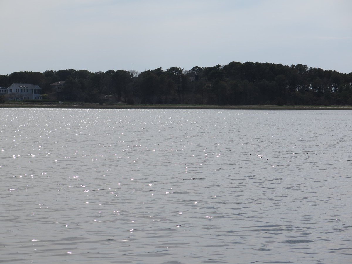 chrissuthy's tweet photo. @BenCAugustine @SeanSterrett Counting terrapin heads:
We conducted headcount surveys for diamondback terrapins - they surface to breathe. Analyzed the data using N-mixture models & demonstrate the approach is promising, yet under used, for these terps. #howmanycanyousee https://t.co/RdDd6vDt9H