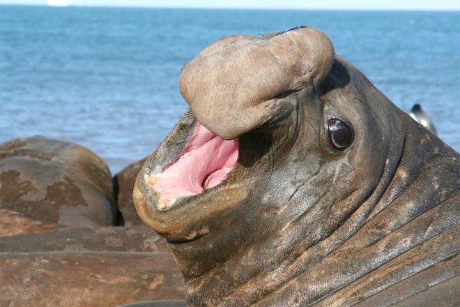 The tragedy is that such men believe themselves to be superior, when in fact their superiority is that of the elephant seal, fat harem slugs whose extreme polygyny consumes them. High rates of polygyny indicate sexual overselection of males