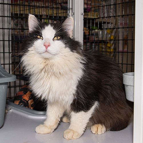 Harvey: Everyone here at the Cool Springs Pet Supermarket has fallen in love with me. After you come to see me, you will fall in love with me also. Please come see me today!