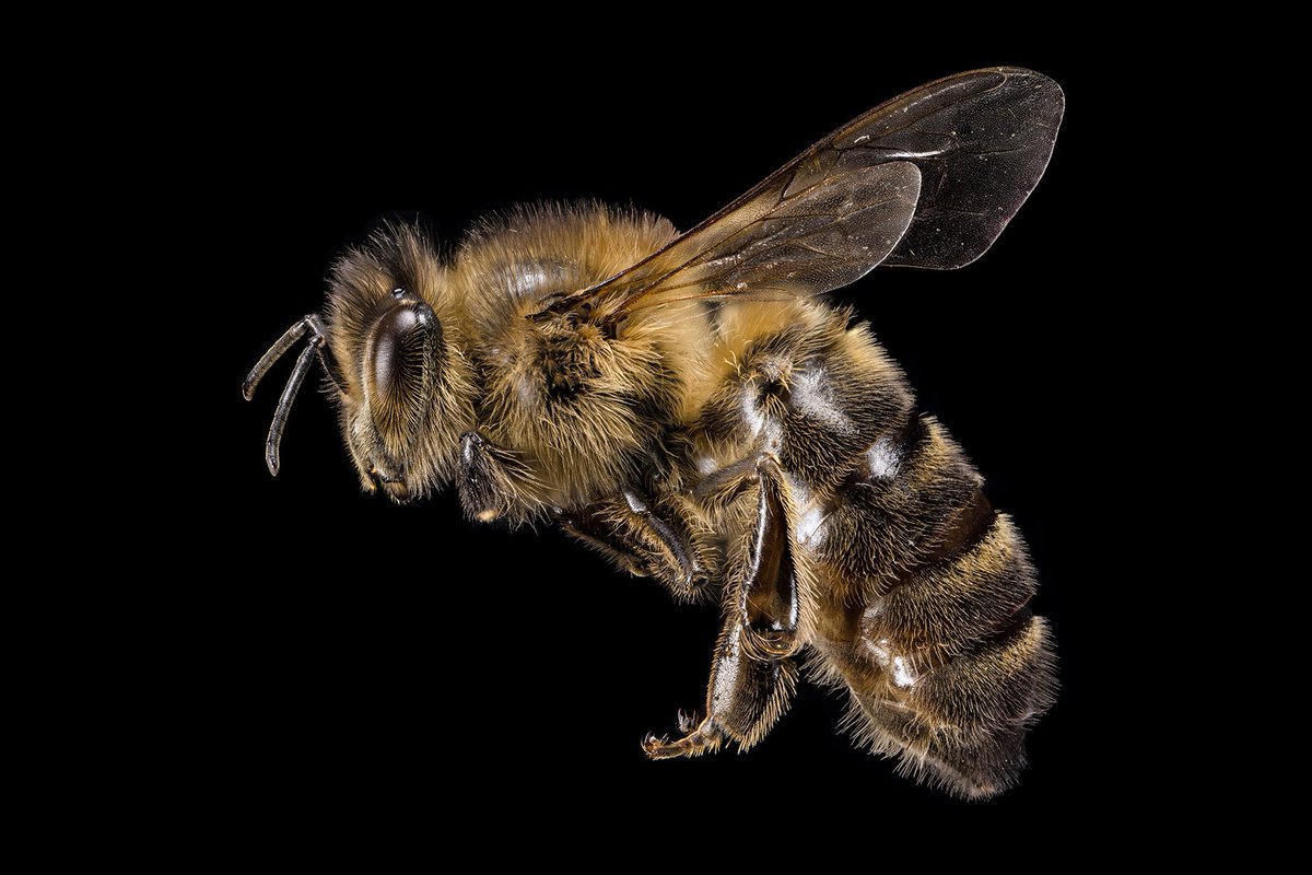 Ed Hall | MacroPro Photography (@macroprophoto) on Twitter photo For the past 6 months I’ve been working on a new project - using novel photographic techniques to capture the micro world of insects. I combined over 500 photos to produce this image of a honeybee - Apis mellifera #photography #entomology #macro #insects #SonyAlpha For the past 6 months I’ve been working on a new project - using novel photographic techniques to capture the micro world of insects. I combined over 500 photos to produce this image of a honeybee - Apis mellifera #photography #entomology #macro #insects #SonyAlpha