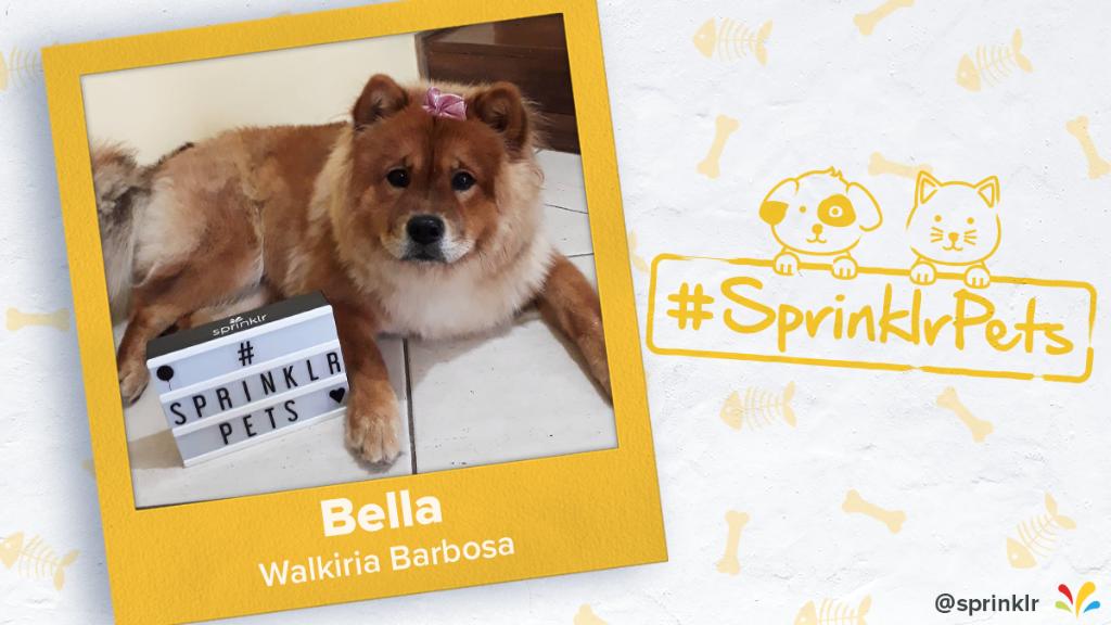 Sprinklr's tweet photo. Cheers to the final winners of our #SprinklrPets contest! π https://t.co/o2visuBv5N
