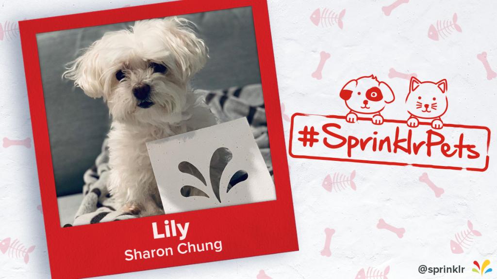Sprinklr's tweet photo. Cheers to the final winners of our #SprinklrPets contest! π https://t.co/o2visuBv5N