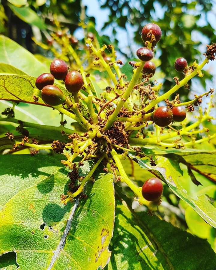 JpChaturbhuja's tweet photo. ଜଙ୍ଗଳ ଜାତୀୟ #ଚାର #Chara #Yaami
ଏ ଫଳ କିଏ ଖାଇଛନ୍ତି କହିବେ କି ଟିକେ !!

#Picture #Umesh_Da #Sambalpur https://t.co/nCSO8WXGRh