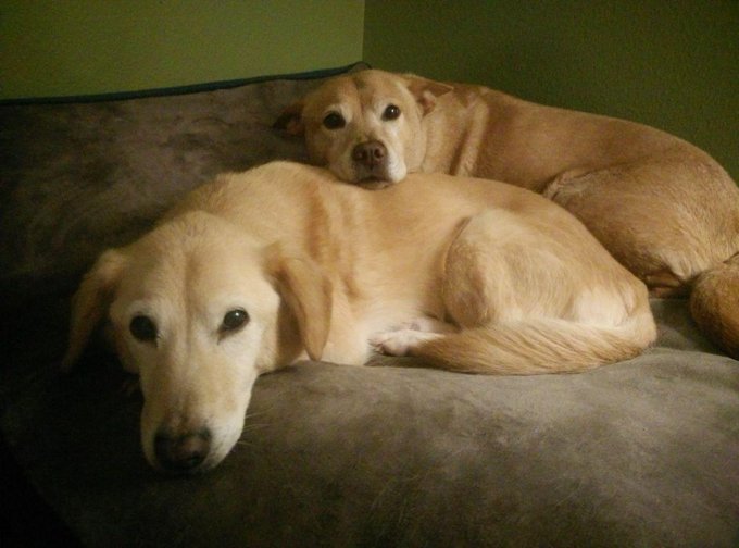 If anyone wants a smol deal on two months of POTD - there's a dog bed on my wishlist that would be really<a href="/tag/manyvids"class="tags"><span>#manyvids</span></a><a href="/tag/mvsales"class="tags"><span>#mvsales</span></a>