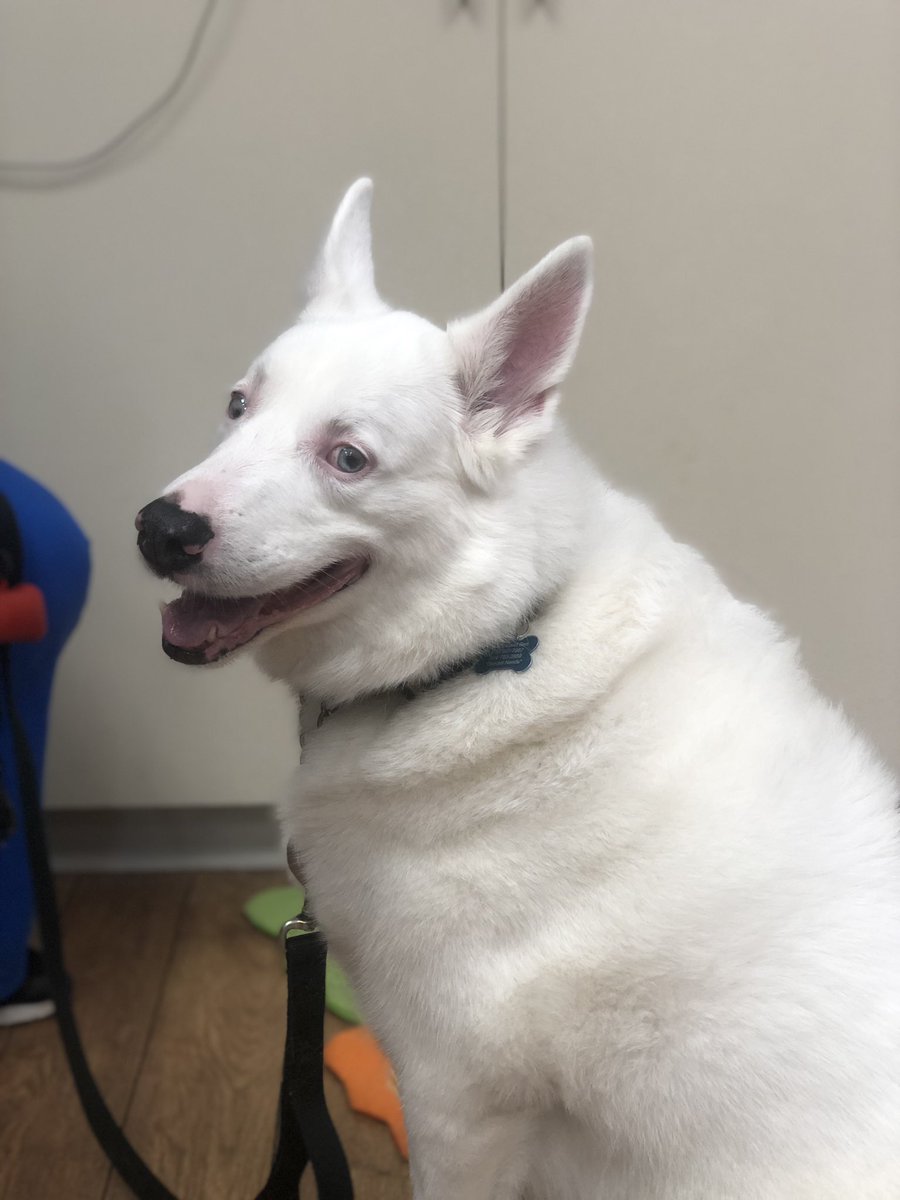 MSUShelterMed's tweet photo. Meet Crash! Our students were able to create a hands on lesson for children at Weems this past Friday. Crash is deaf, so the children learned that even though he is a little different, he is still a very special boy. #AnimalsInFocus #CommunityEngagement https://t.co/Xpdx1WFZnF