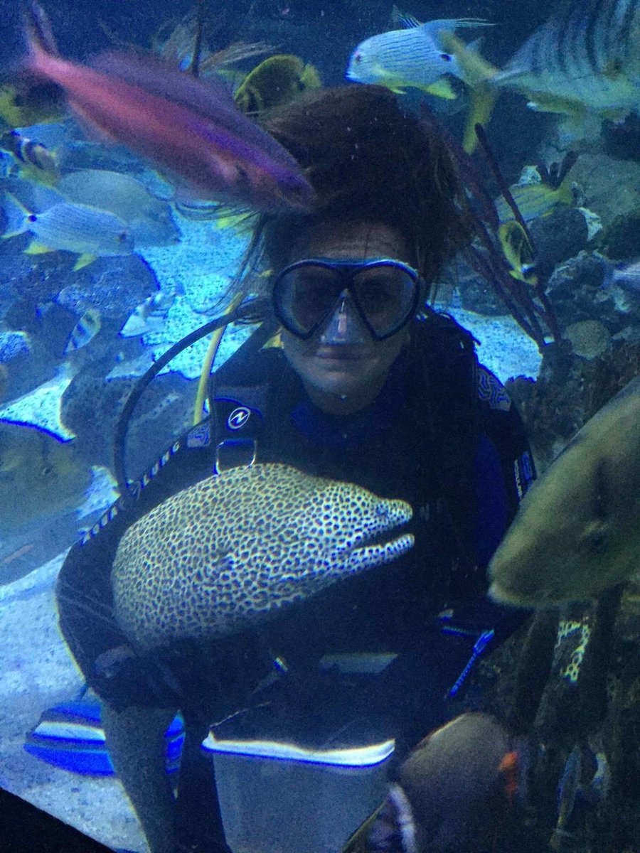 NMAPlymouth's tweet photo. We're Diving into Easter here at the NMA over the holidays - why not come along &amp; find out more about the underwater world of Scuba Diving? 
 Here's one of our Divers taking a dip in our Great Barrier Reef exhibit &amp; being greeted by our friendly Honeycomb Moray #DiveintoEaster https://t.co/MFdW4BhKoX