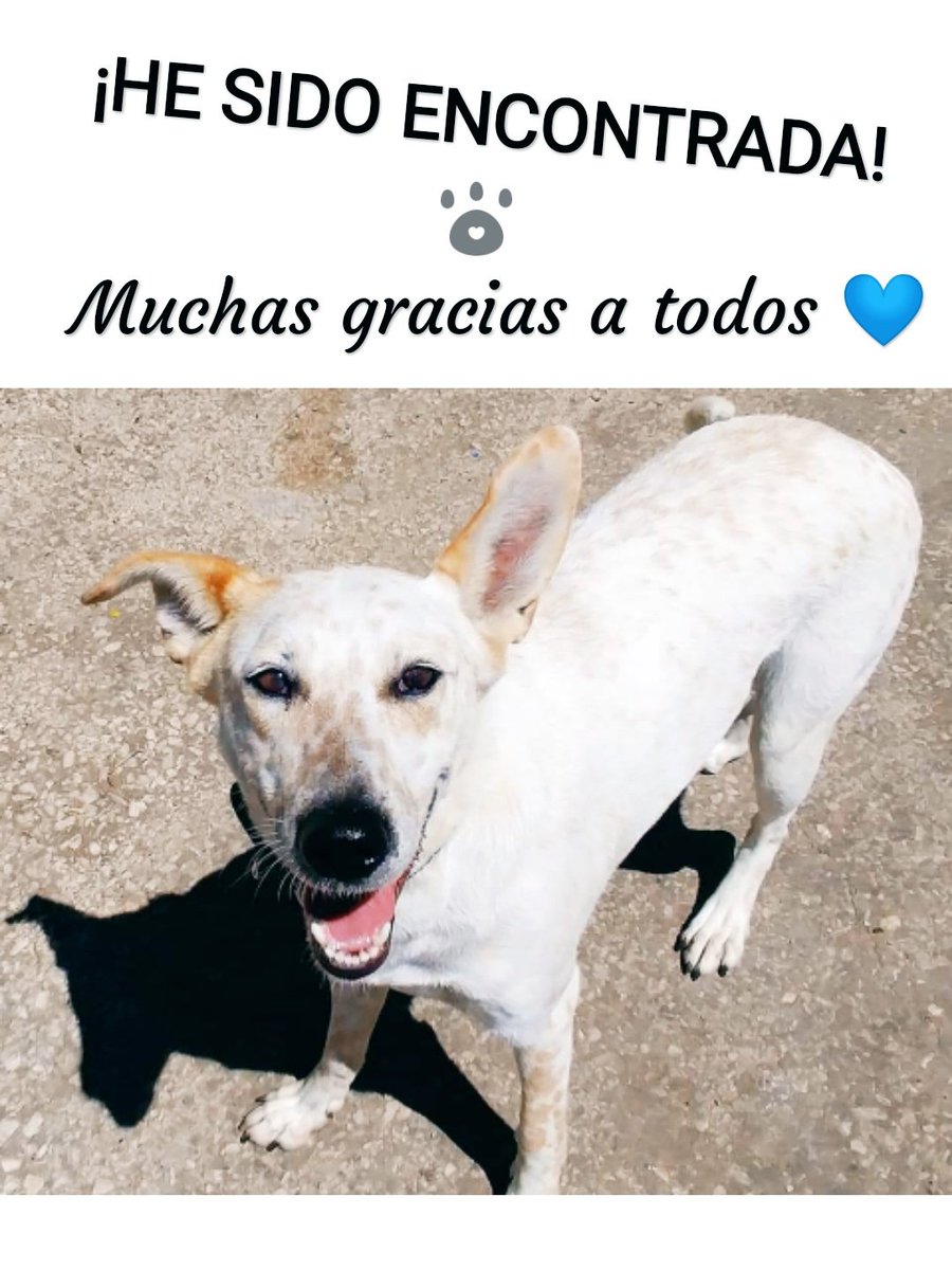 PueblaAnimal's tweet photo. ¡YA HA APARECIDO! Muchas gracias a la gente que ha difundido y a las personas que han ido en su busca 👏🏻 Enorme trabajo chic@s!! https://t.co/RGi3Ri81AG