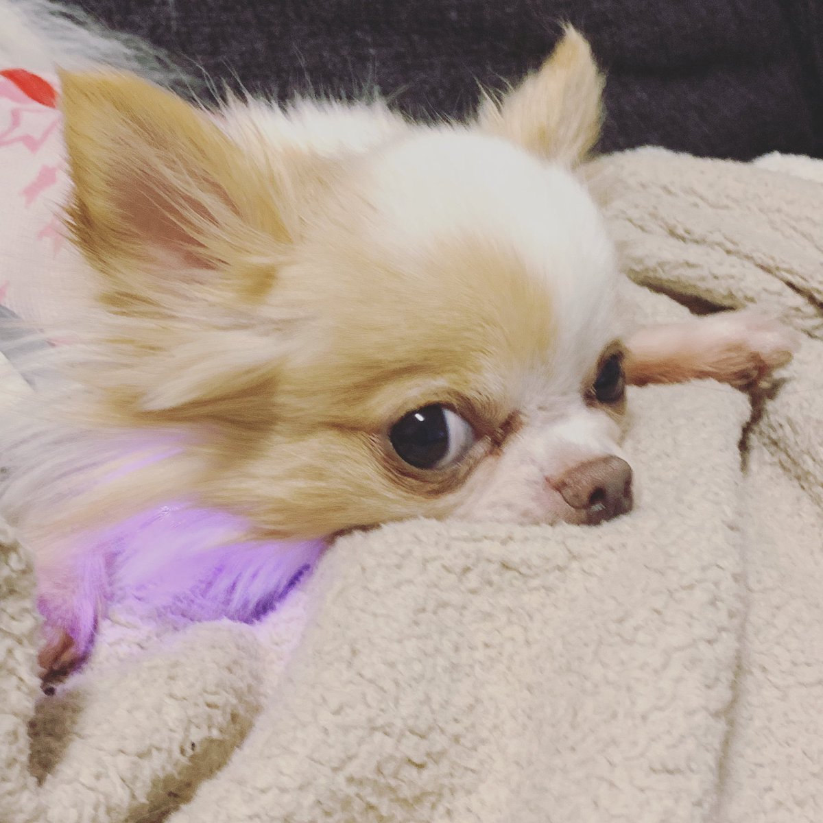 亜美たん בטוויטר ショコラ チワワ ちわわ 小さな 小さい いぬ 犬 可愛い かわいい ドック 小型犬