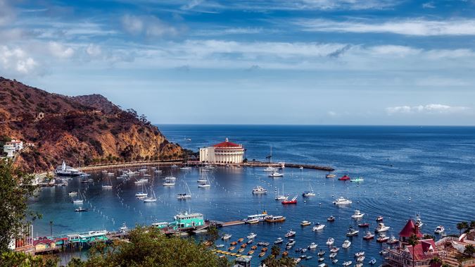 Catalina Island Conservancy tweet media