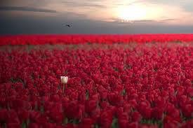 cpascalar's tweet image. When the odds are one in a million...Be the ONE