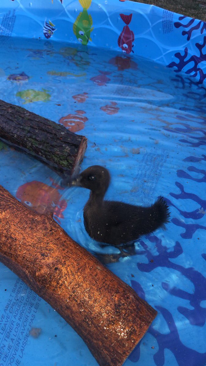 SamClar45748548's tweet photo. #TwiggMeeting @UNKBiol106  Due to no Bio class got to stay home longer and play with Puddles, my duckling!!! Thanks Dr. T https://t.co/UDEfDpan44