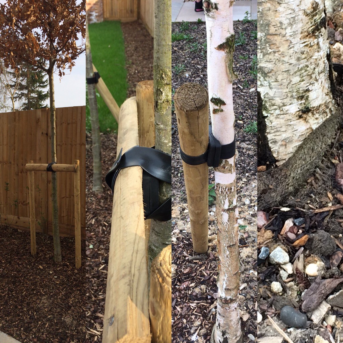 Hey @LAGUSCELLO I thought you would appreciate this. Some eye popping planting on this new residential development! Poor trees...