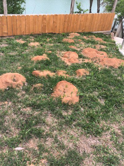 NBPinnaclepest's tweet photo. Cut Ants on the river. These ants are very destructive and will ruin landscaping. Call Pinnacle pest defense today for your FREE inspection. (830)302-3050 https://t.co/EPvRKmEqWH