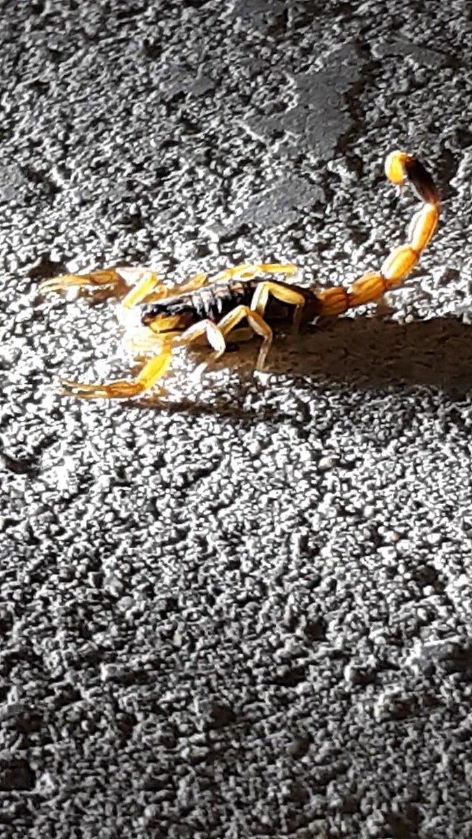 NBPinnaclepest's tweet photo. Scorpions season is here. Have one of our certified pest inspectors come out and do a FREE pest inspection around your home today. (830)302-3050 https://t.co/G8ROS5IT0Z