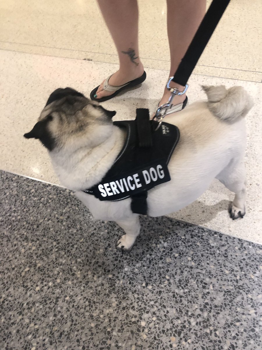 DexterElPug's tweet photo. ¿Quien dijo que los Pugs no somos inteligentes ? ... pug trabajando, no me lo distraigan 😬
#pug #puglife https://t.co/h8lSLIeWib