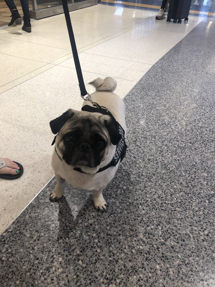 DexterElPug's tweet photo. ¿Quien dijo que los Pugs no somos inteligentes ? ... pug trabajando, no me lo distraigan 😬
#pug #puglife https://t.co/h8lSLIeWib