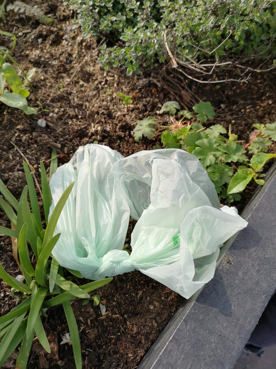 blodtheowl's tweet photo. @sian_regan @hev_jones @GreenCityEvents @cardiffcouncil @KeepSplottTidy @inksplott Another day, another bag of dog poo in our #community planter - plus two massive bags collected on our #litterpick today (just on beresford bridge & end of railway st) and the usual #litter and #flytipping in the Horwood Close playground. #wewantabin #filthycardiff #splott https://t.co/UGFiqvDN34
