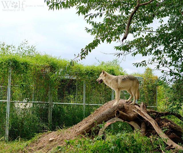 WolfSanctuaryPA's tweet photo. Young Hera in the summertime โ๏ธ ๐ธ credit: Bob Hench
#pawolfsanctuary #wolfsanctuaryofpa #wolfsanctuarypa #wolvesofspeedwell #speedwellforge #speedwellwolves #lititzpa https://t.co/lAhhDqWISv https://t.co/WQ4EFJm2Ns