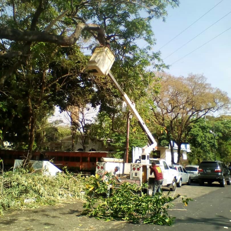 AleMarvez10's tweet photo. Como parte de las labores de poda de árboles que se mantienen en la ciudad, la Alcaldía de Valencia a través de la Dirección de Obras Públicas se encuentra desplegada en la avenida Paseo Cabriales, cumpliendo lineamientos del alcalde @alemarvez10 y el gobernador @rafaellacava10 https://t.co/FnrzQkCYTq