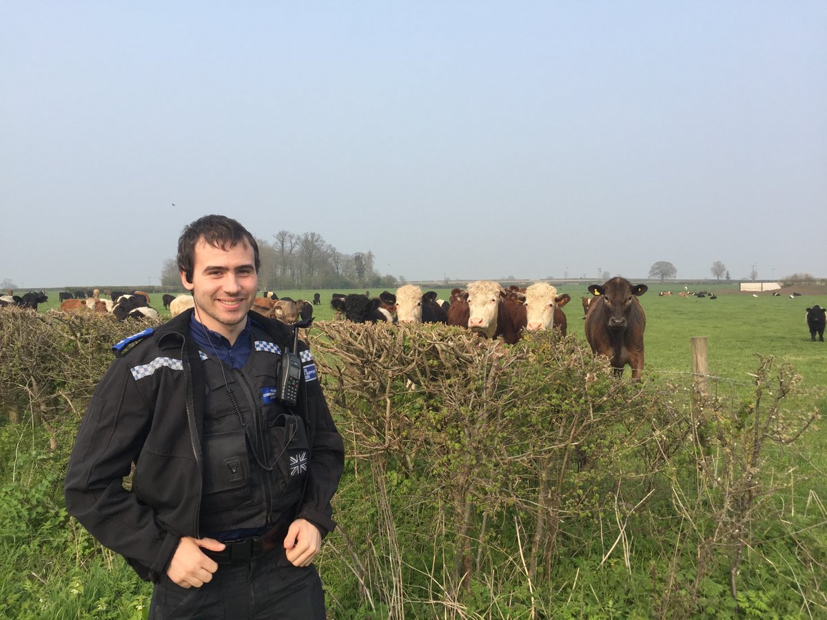 tvp_mk's tweet photo. PCSO C7118 Armstrong normally covers the City Centre, today he is with C9677 Huckle visiting farms, chatting to farmers & animals in the rural area its not every day you can say "Mooove along now" with an audience behind you #OpDrover #RuralCrimePrevention #MKNHPT #C9677 https://t.co/bXbuks2nYb