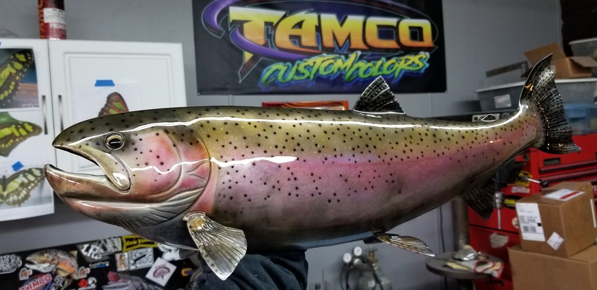 steve_nielsen's tweet photo. Finished this 25" #rainbowtrout. Hammered from 16ga stainless steel. #metalshaping #handmade #stainlessartist #fishart #TMtechnologies #airhammer #SteveNielsenArt #tamcopaint #iwata #airbrush #custompaint https://t.co/3De8YwtLaJ