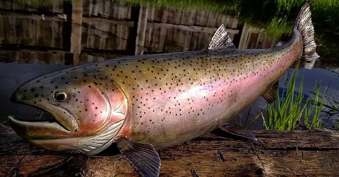 steve_nielsen's tweet photo. Finished this 25" #rainbowtrout. Hammered from 16ga stainless steel. #metalshaping #handmade #stainlessartist #fishart #TMtechnologies #airhammer #SteveNielsenArt #tamcopaint #iwata #airbrush #custompaint https://t.co/3De8YwtLaJ