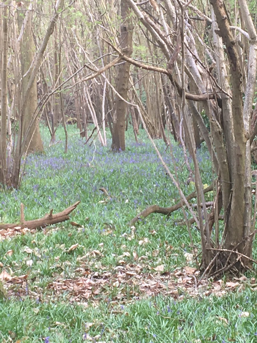 caltew's tweet image. Few more days and the bluebells will be out in their full glory. #sasmarlow #sasprofs #saseducation