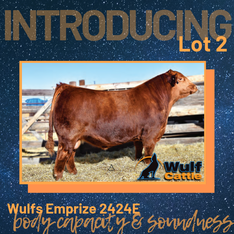 WulfCattle's tweet photo. Wulf's Emprize is sure to turn a lot of heads with his tremendous body capacity and soundness. He is the lead off bull of our 2019 NWSS Grand Champion Lim-Flex® pen and stands on a large extra sound foot. For his full report, visit the sale catalog at https://t.co/gTRBlyQyVt https://t.co/kNQdZGK4S5