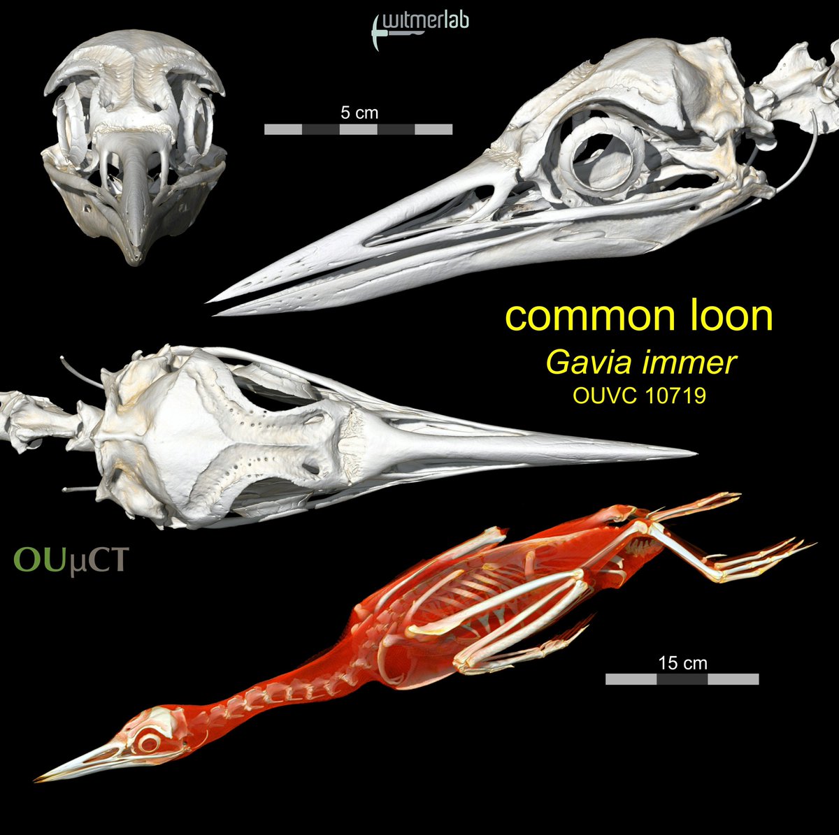 WitmerLab's tweet photo. Our latest #OA upload to @MorphoSource is a loon: https://t.co/tmunSMAXQP! Scanned the body in a swimming pose at @OhioHealth O'Bleness Hosp. &amp; just the head on the #OUµCT. More coming with #spiceCT &amp; #diceCT. Thx @OhioU senior @jkrech2230 for uploading &amp; @NSF_BIO for funding. https://t.co/r7IZbvJepm