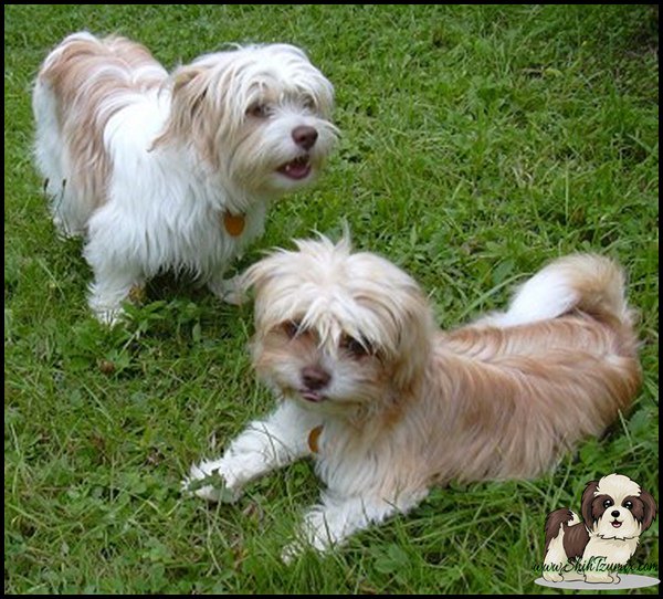 Droll Shih Tzu Chihuahua Mix Puppies