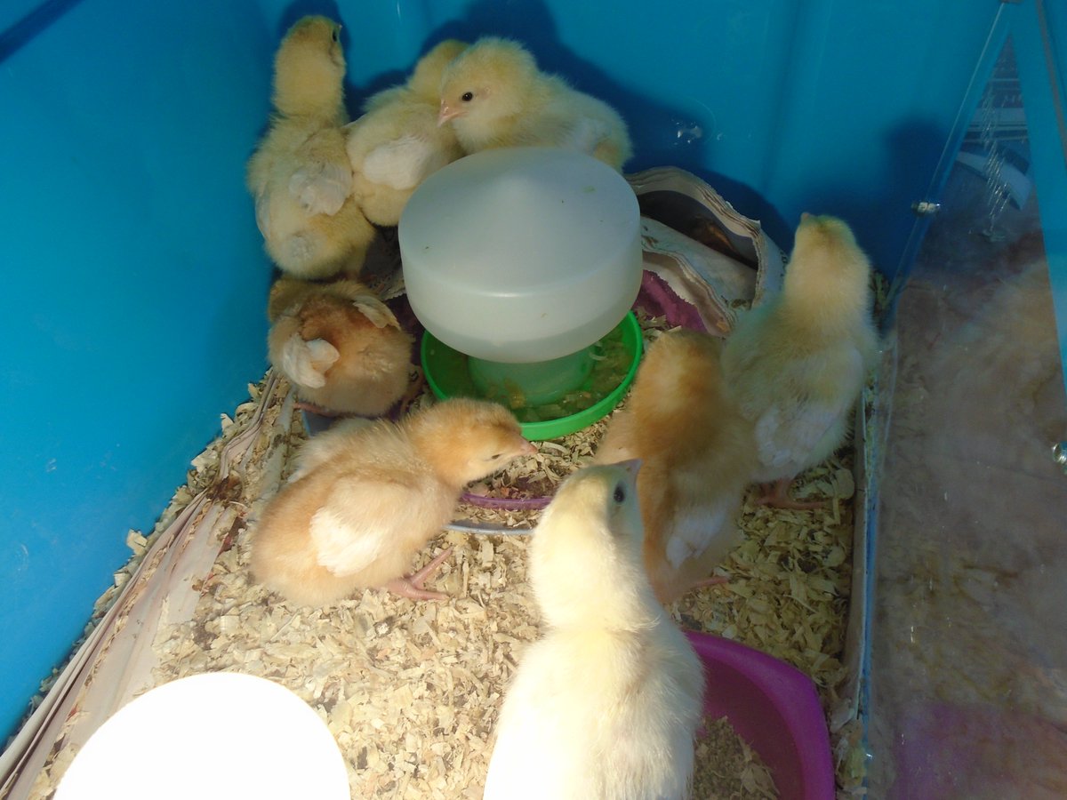 StMatthewsSch's tweet photo. We said a farewell to our St Matthew's chicks as they were outgrowing their brooder and now they are enjoying the big outdoors in their new home. We look forward to more chick updates!  Our pictures show the last day in the brooder and then their new location! Tweet! @Livingeggs https://t.co/kpNNChDZWS