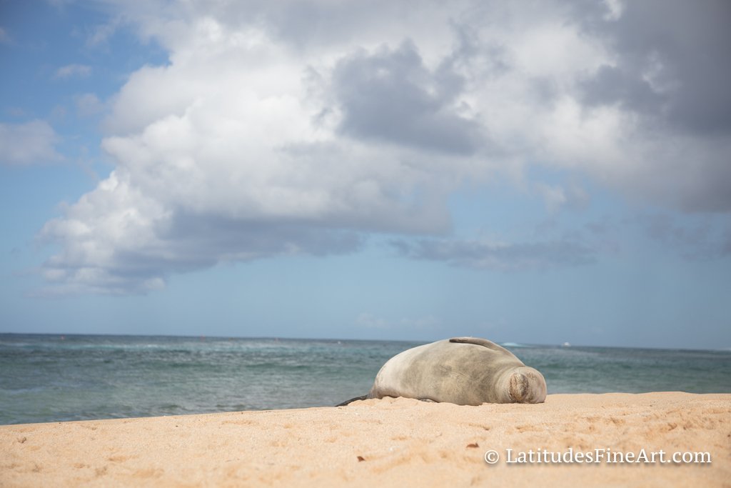 LatitudesPhoto's tweet photo. "Relaxation means releasing all concern and tension and letting the natural order of life flow through one's being." Donald Curtis
Find your… natural order. 
#sleepyseal #relax #beachnap #latitudeslove #coastalliving #coastalnapping #naturesgifts #oceanlove #venturacalifornia https://t.co/xcffTzuEzA
