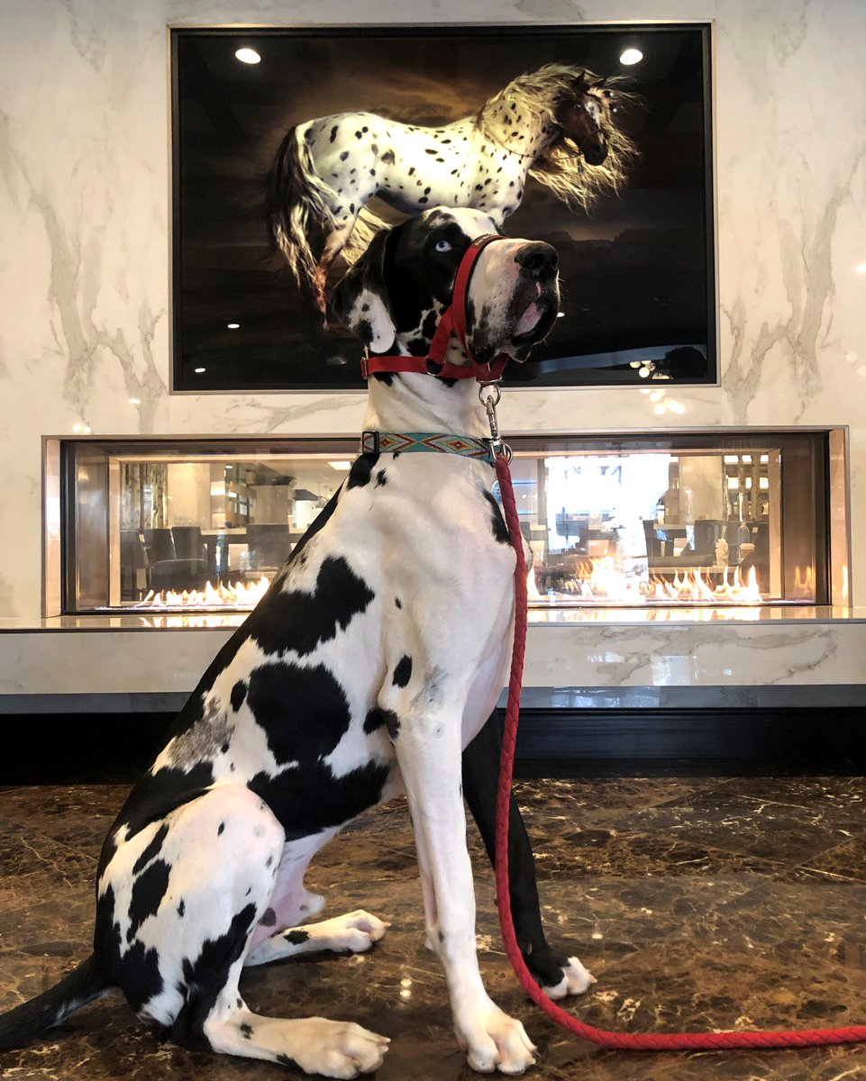 DoubletreeDen's tweet photo. Meet Elliott Blue this weeks feature for #DogsOfDoubleTree. Elliott Blue loves to give hugs. We couldn't help but notice a resemblance to something else at our hotel. Can you spot it? https://t.co/BcHhpd0lr1