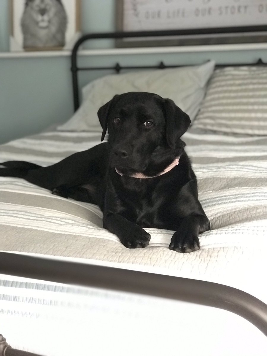 ChloeLoos1's tweet photo. We rlly don’t deserve dogs. I wouldn’t be able to get through the week without my Miss Fruit https://t.co/Npwn1dyRJB