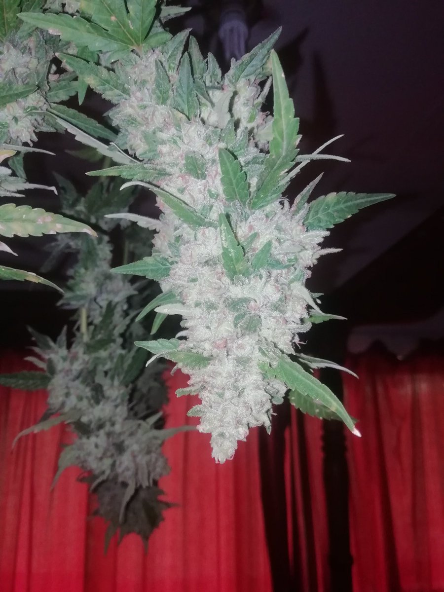 Life420Cannabis's tweet photo. Orange kush harvested 😁looking amazing 🔥 https://t.co/b2Z88sQ4no