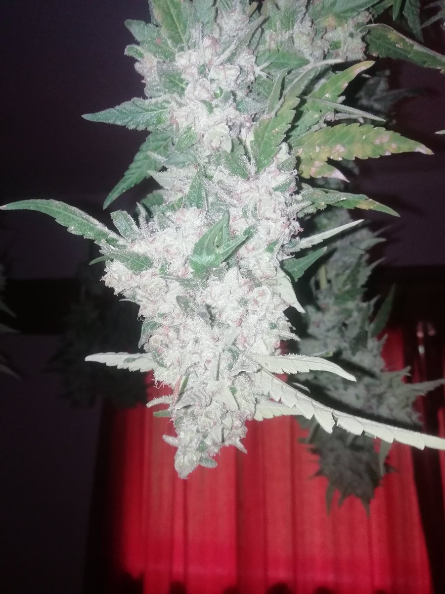 Life420Cannabis's tweet photo. Orange kush harvested 😁looking amazing 🔥 https://t.co/b2Z88sQ4no